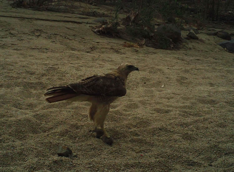 Redtailed hawk