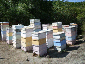 Apiary in avocado grove