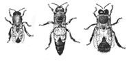 Worker, queen, drone honeybees