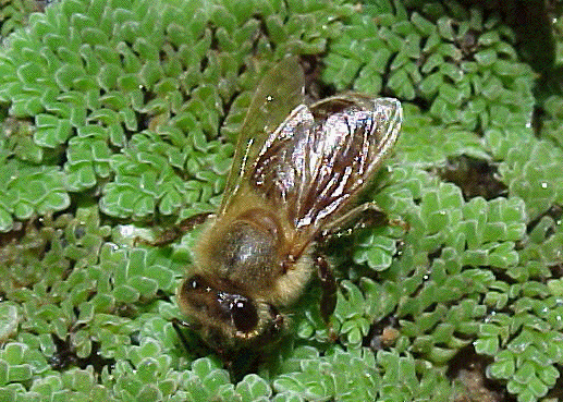 honeybee drinking water on Azolla