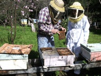 Apiculture