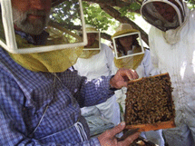 Beekeeper tour