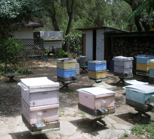 Bee yard and trailer lab