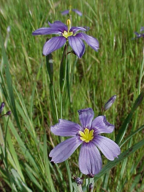 blue eyed grass