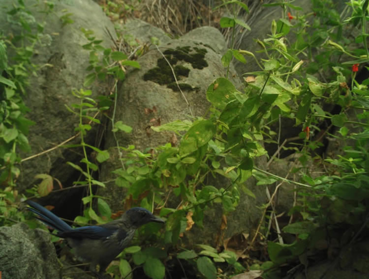 scrub jay