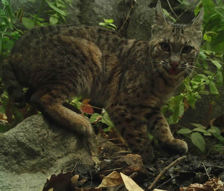 bobcat