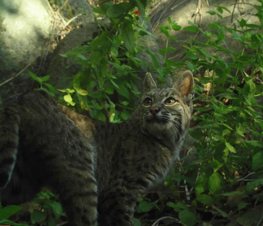 bobcat