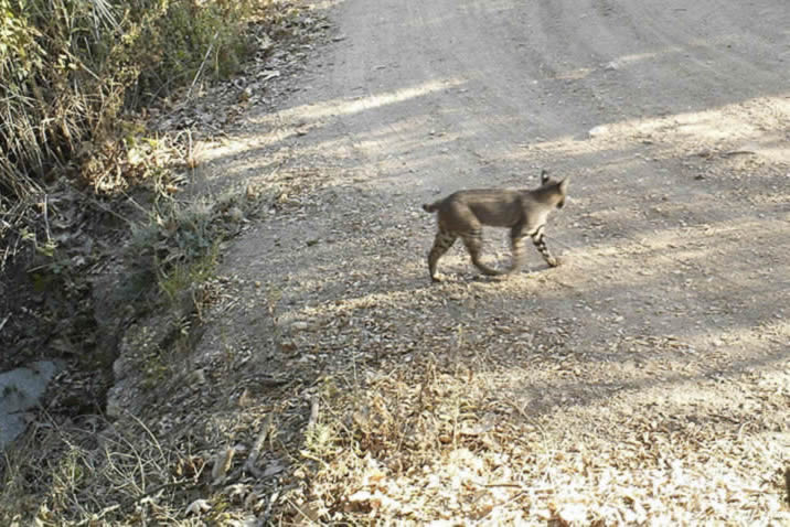 bobcat crossing road