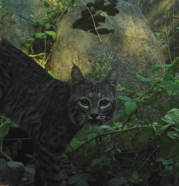 Lynx rufus