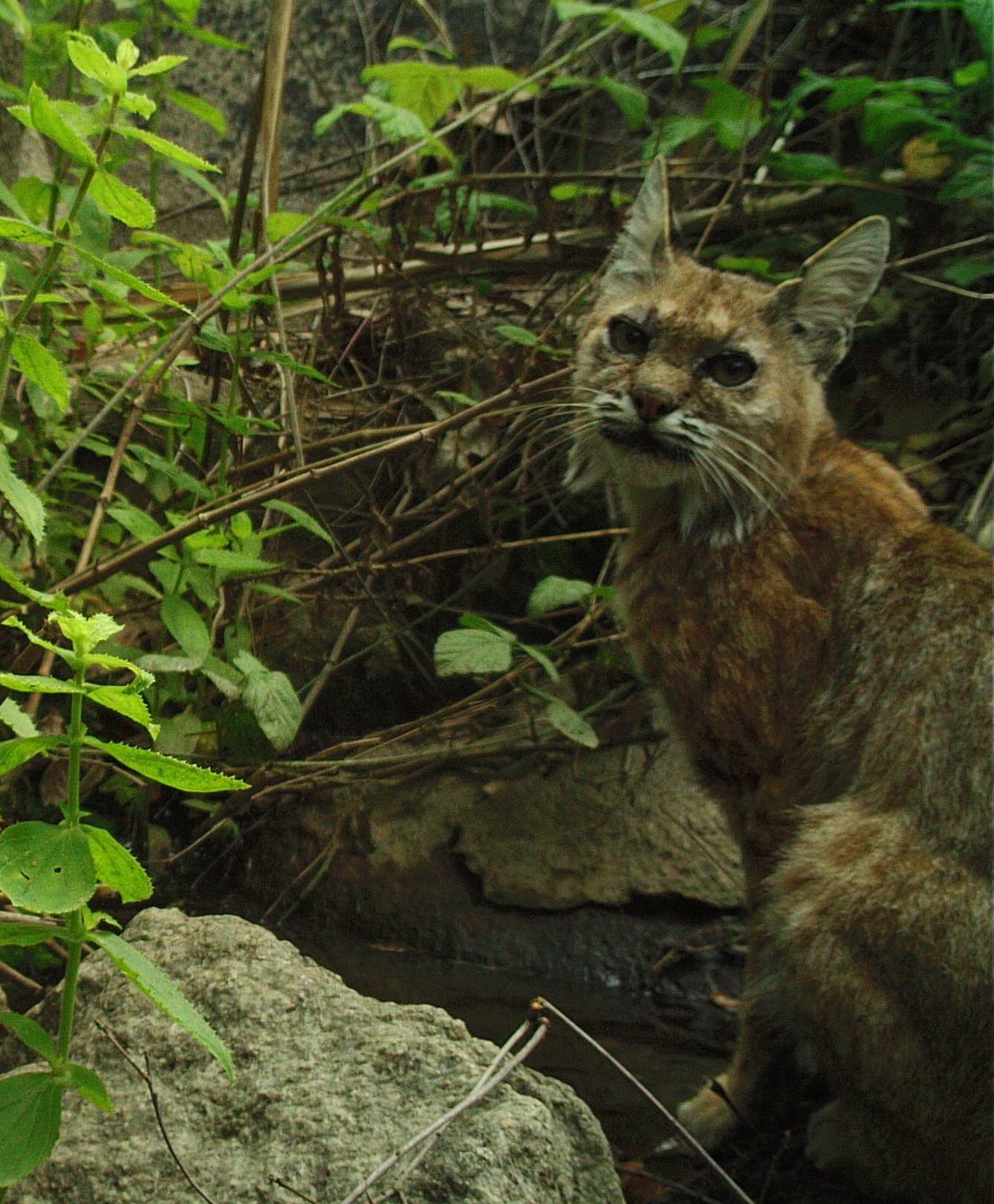 bobcat in Fallbrook CA