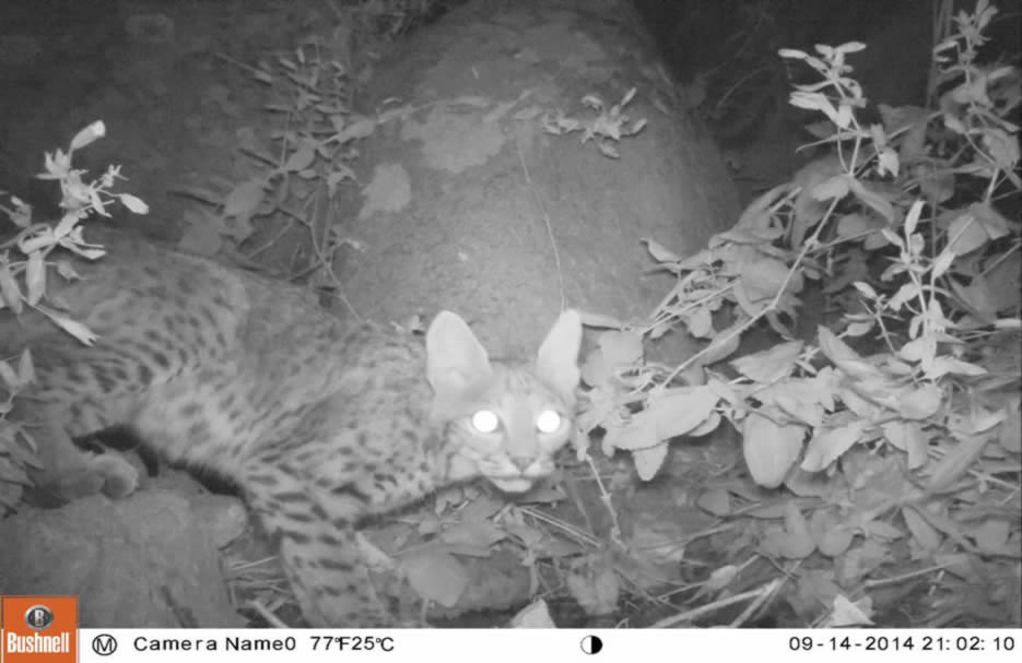 bobcat