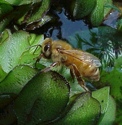 Bee drinking water on Salvinia
