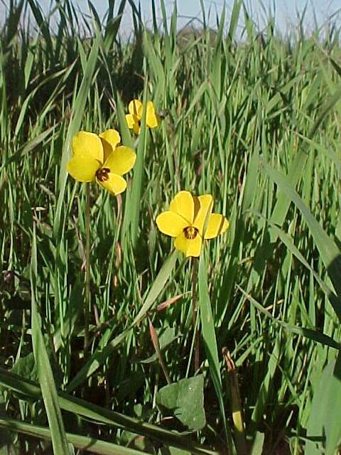 buttercups