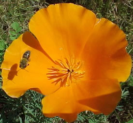 Honey bee pollinating a California poppy