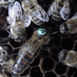 Carnica queen bee