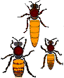 Cordovan bees