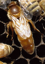 cordovan queen bee