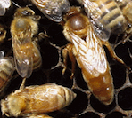 Cordovan queen bees