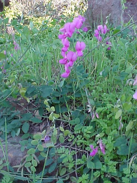 chaparral pea