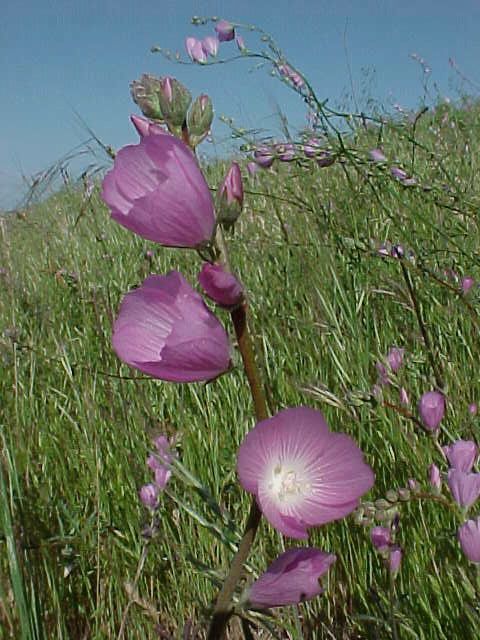 checker mallow