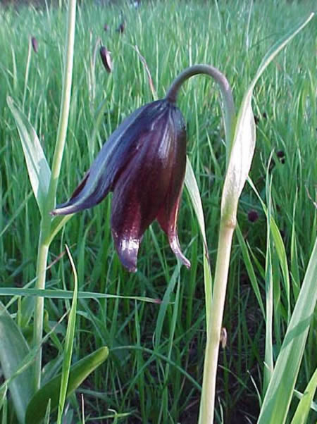 chocolate lily