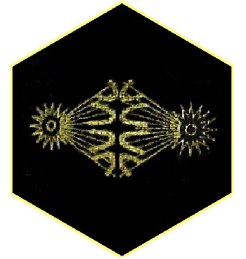 honeybee genome