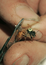 Clipping wing of a queen bee