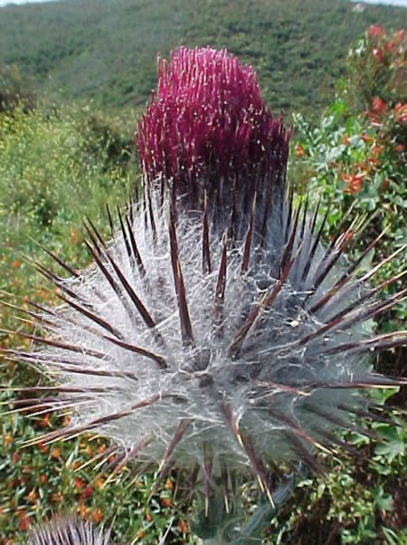 cobweb thistle