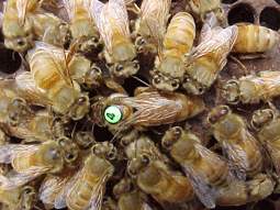 Cordovan breeder queen bee
