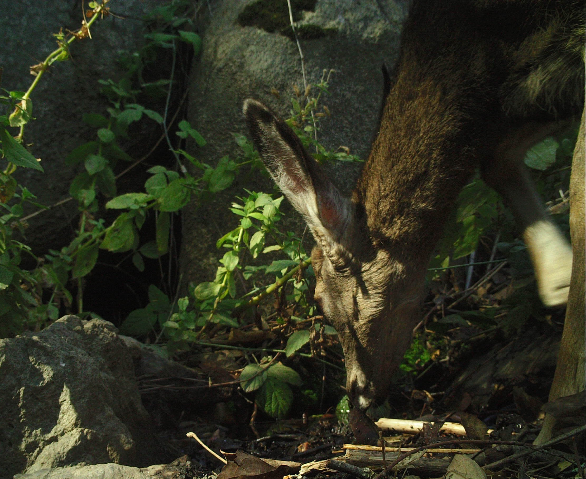 Odocoileus hemionus subsp. californicus