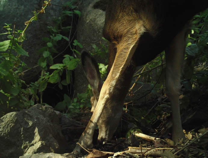 mule deer