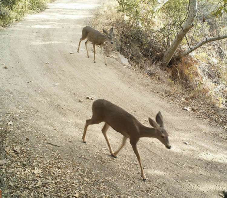 california mule deer