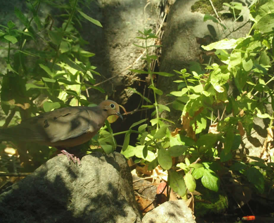 mourning dove