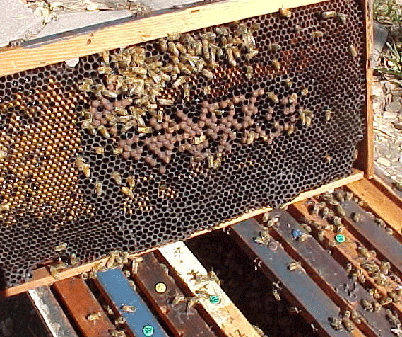 Drone brood frame