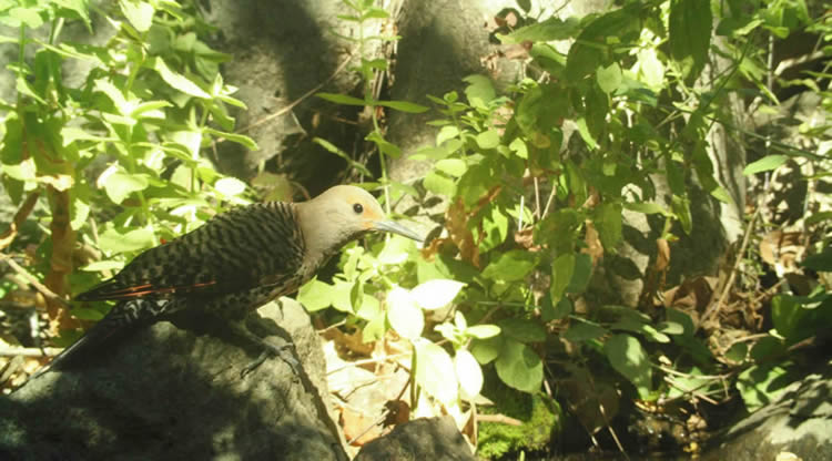 flicker