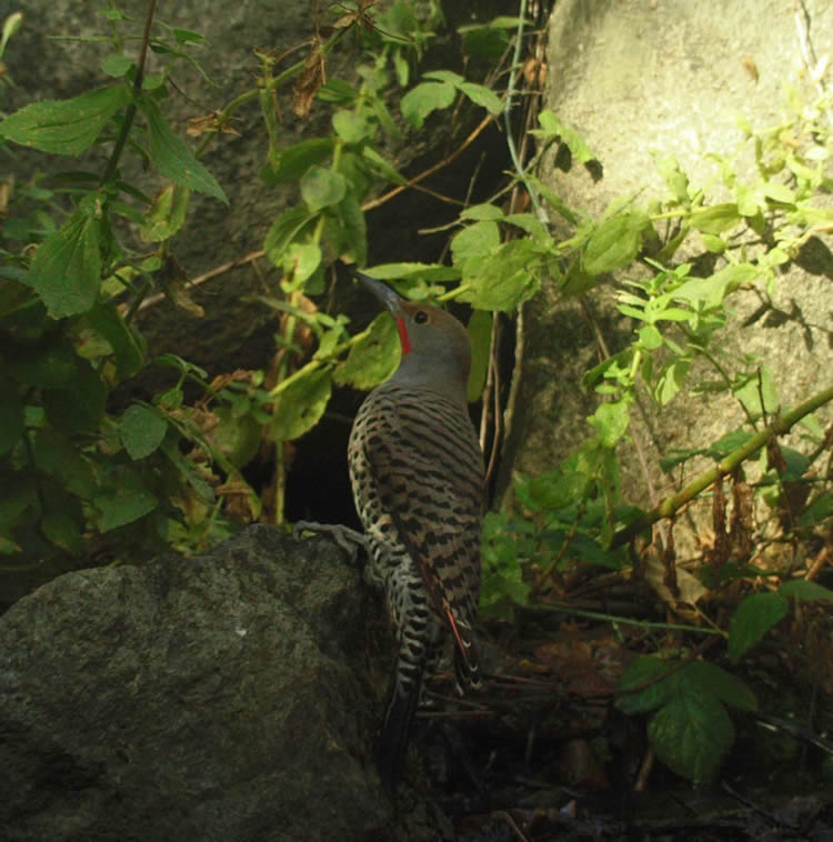 Colaptes auratus)