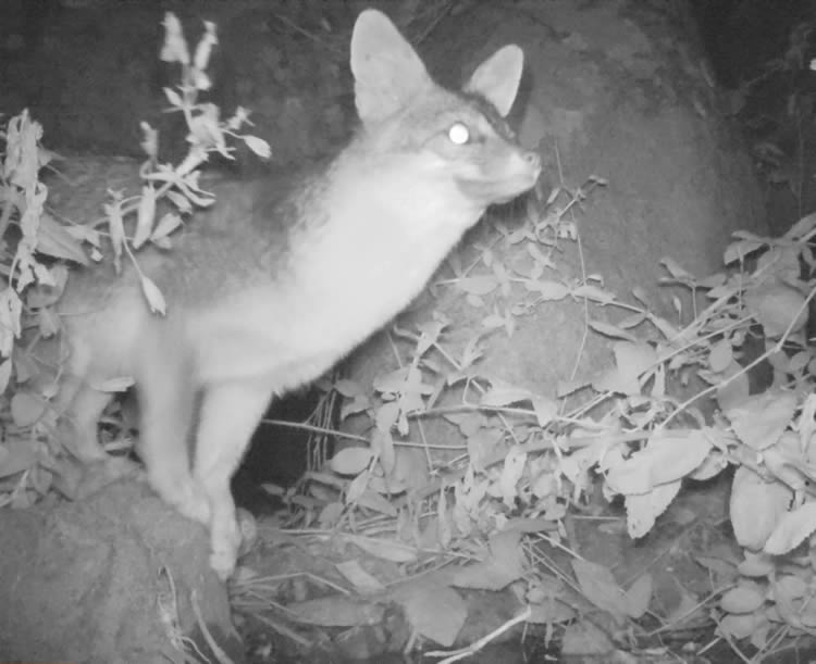 gray fox