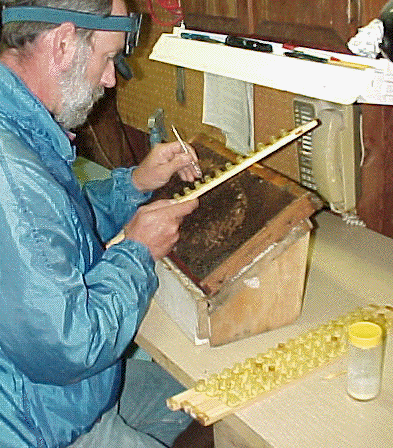 grafting queen cells