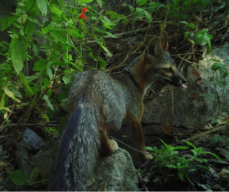 gray fox in Fallbrook, CA