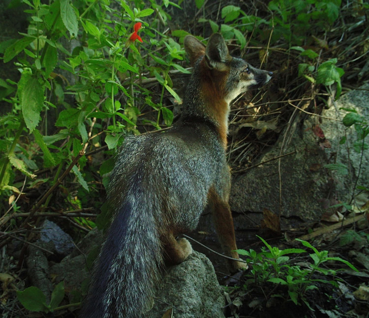 Gray fox in De Luz CA