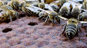 Honeybee brood