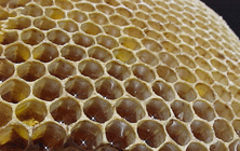 Honey comb