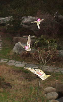 Anna's hummingbirds
