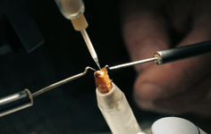 Queen bee insemination