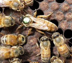 Italian queen bees