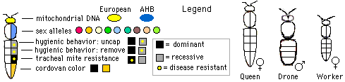 genetics of honeybees