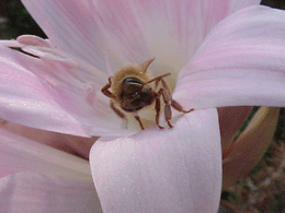 worker bee in flower