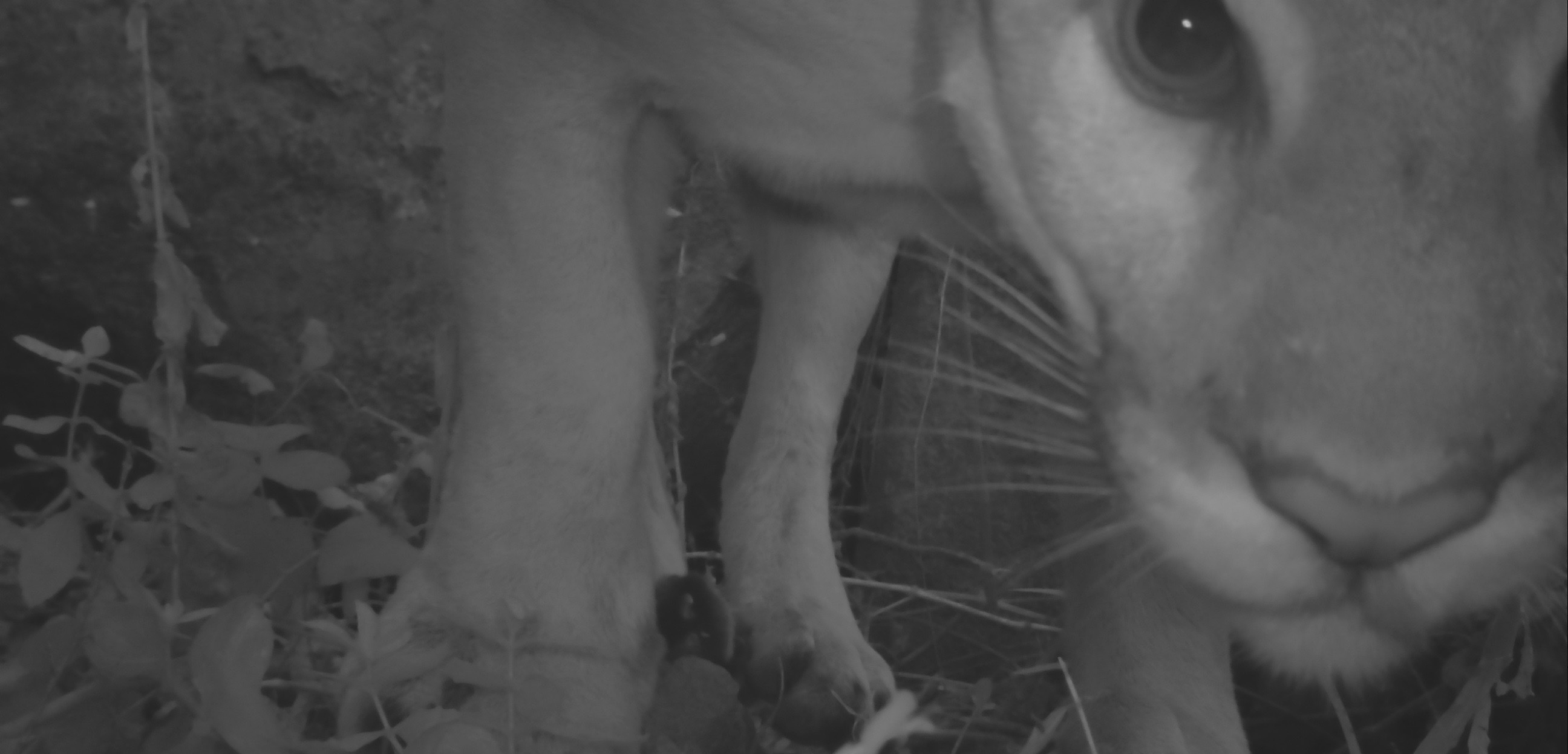 mountain lion