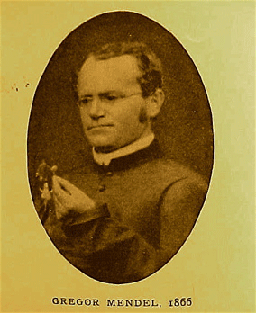 Gregor Mendel Bee Breeder