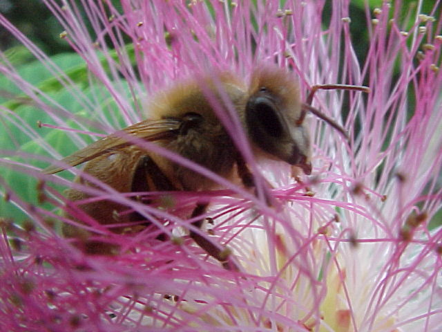 Honeybee pollination